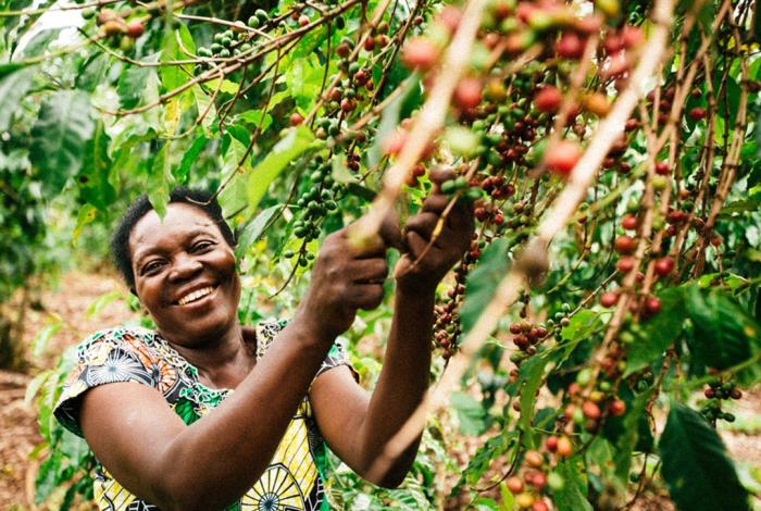 Modernizing Rwanda’s coffee industry