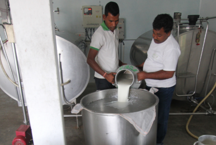 Indian dairy farmers processing milk